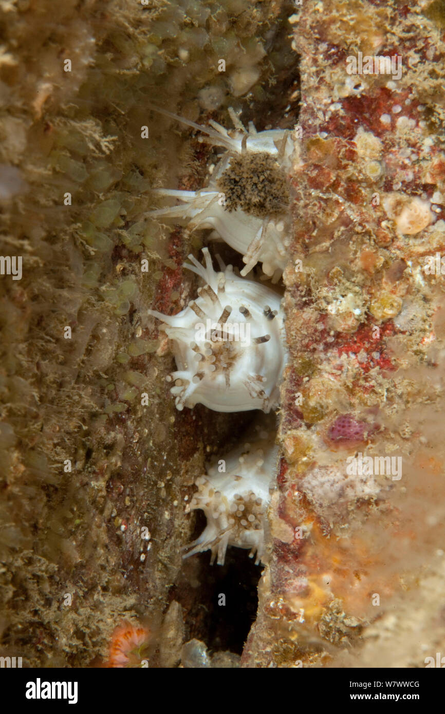 Sea gherkin (Pawsonia saxicola) Pavlaison, Sark, British Channel Islands. Stock Photo