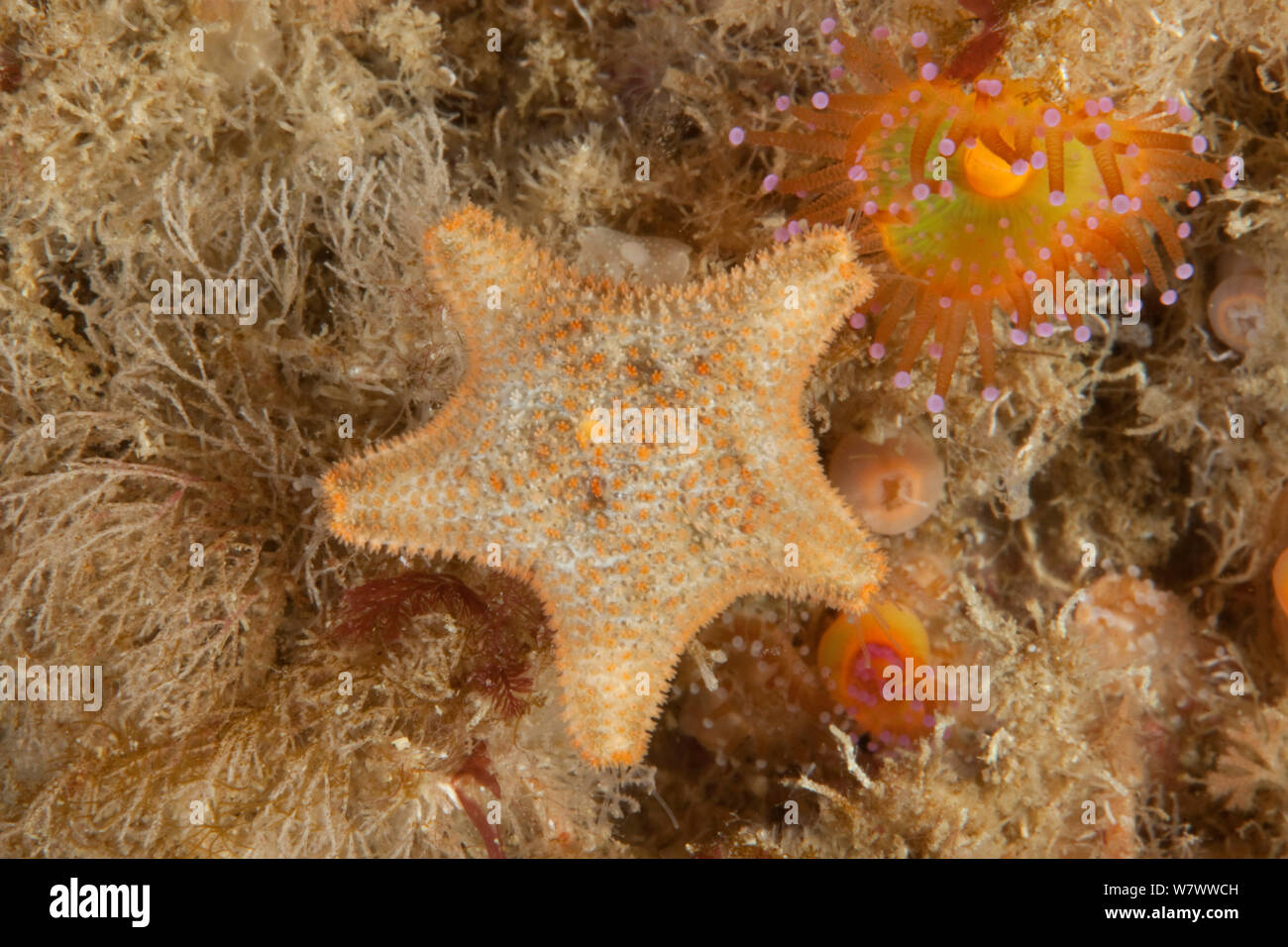 Cushion Star (Asterina gibbosa) L&#39;Etac, Sark, British Channel Islands. Stock Photo