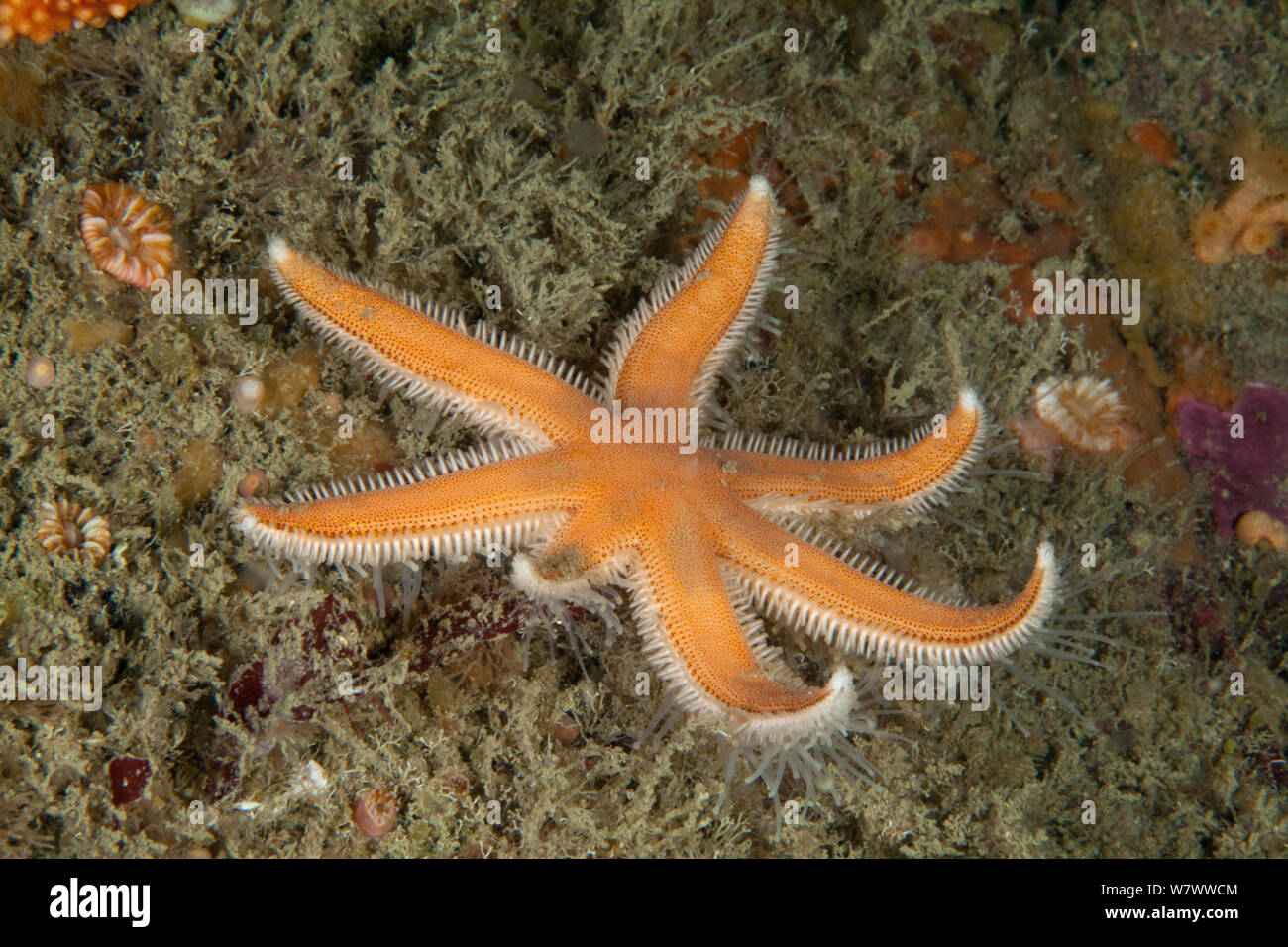 Seven Armed Starfish (Luidia ciliaris) Boue Tirlipois, Sark, British Channel Islands. Stock Photo