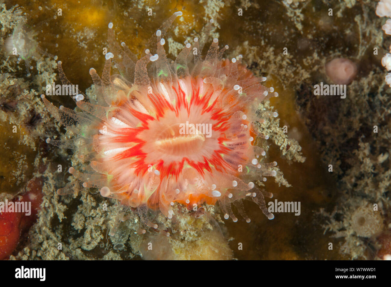 Devonshire cup coral (Caryophyllia smithii) L&#39;Etac, Sark, British Channel Islands. Stock Photo