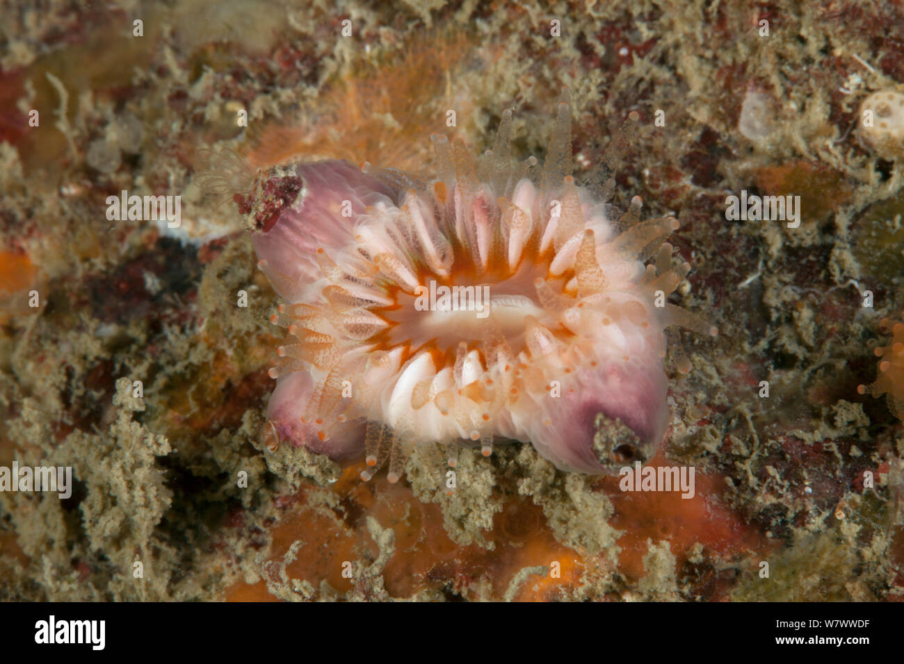 Devonshire cup coral (Caryophyllia smithii) with parasitic barnacle (Megatrema anglicum) Guillaumesse, Sark, British Channel Islands. Stock Photo