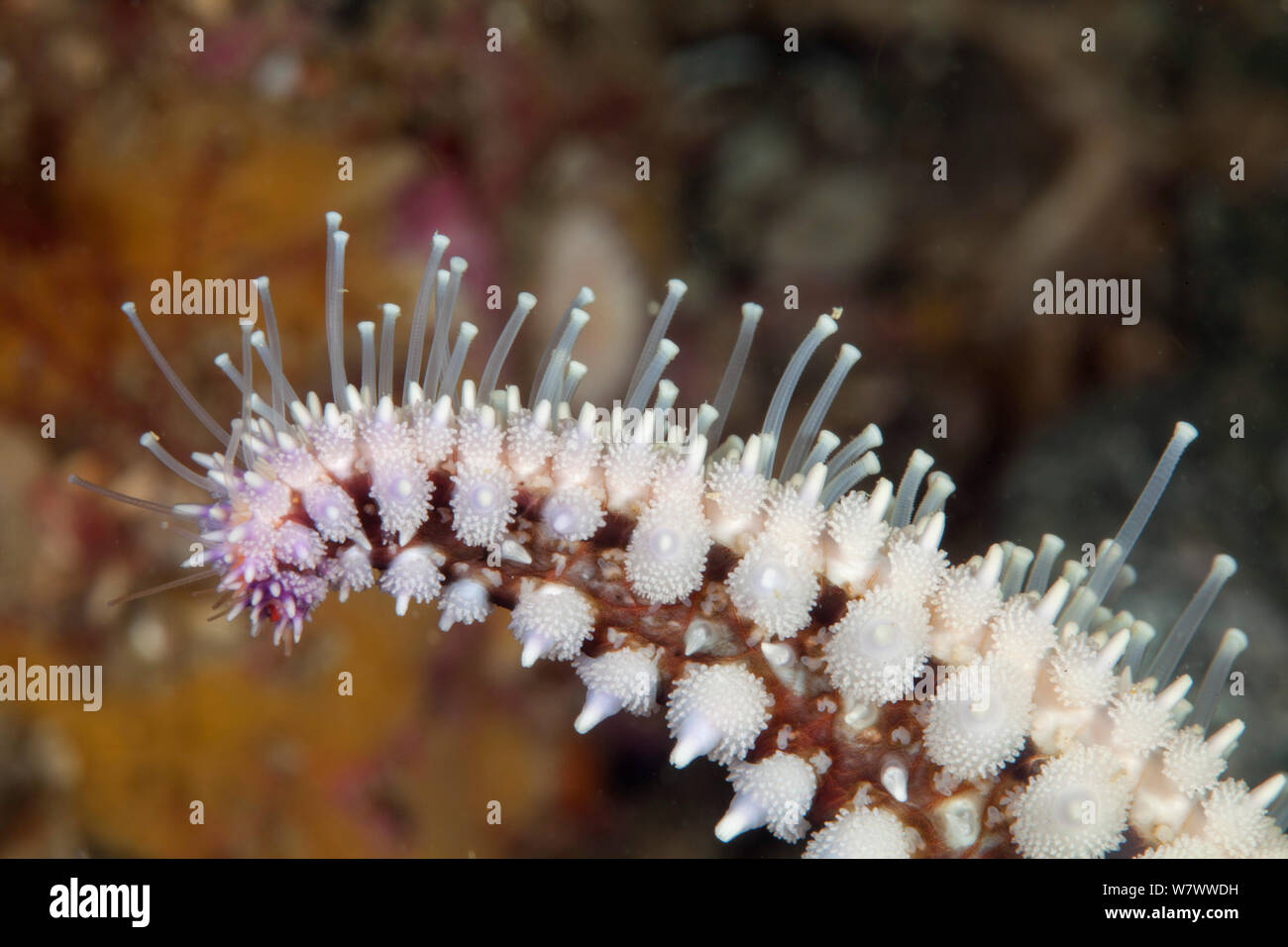 Arm of Spiny Starfish (Marthasterias glacialis) showing tube feet, Guillaumesse, Sark, British Channel Islands. Stock Photo