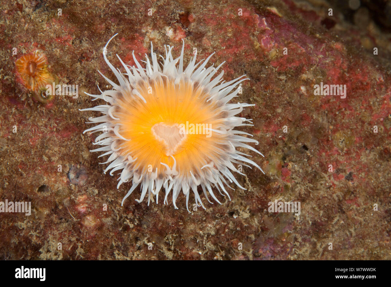 Elegant anemone (Sagartia elegans) Guillaumesse, Sark, British Channel Islands. Stock Photo