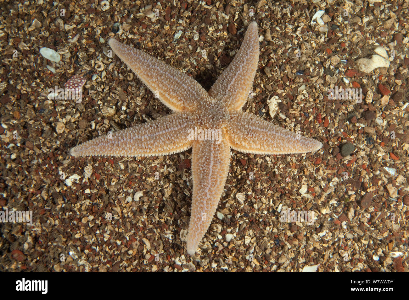 Common starfish (Asterias rubens) St Abbs Voluntary Marine Reserve, Scotland (North Sea). Stock Photo
