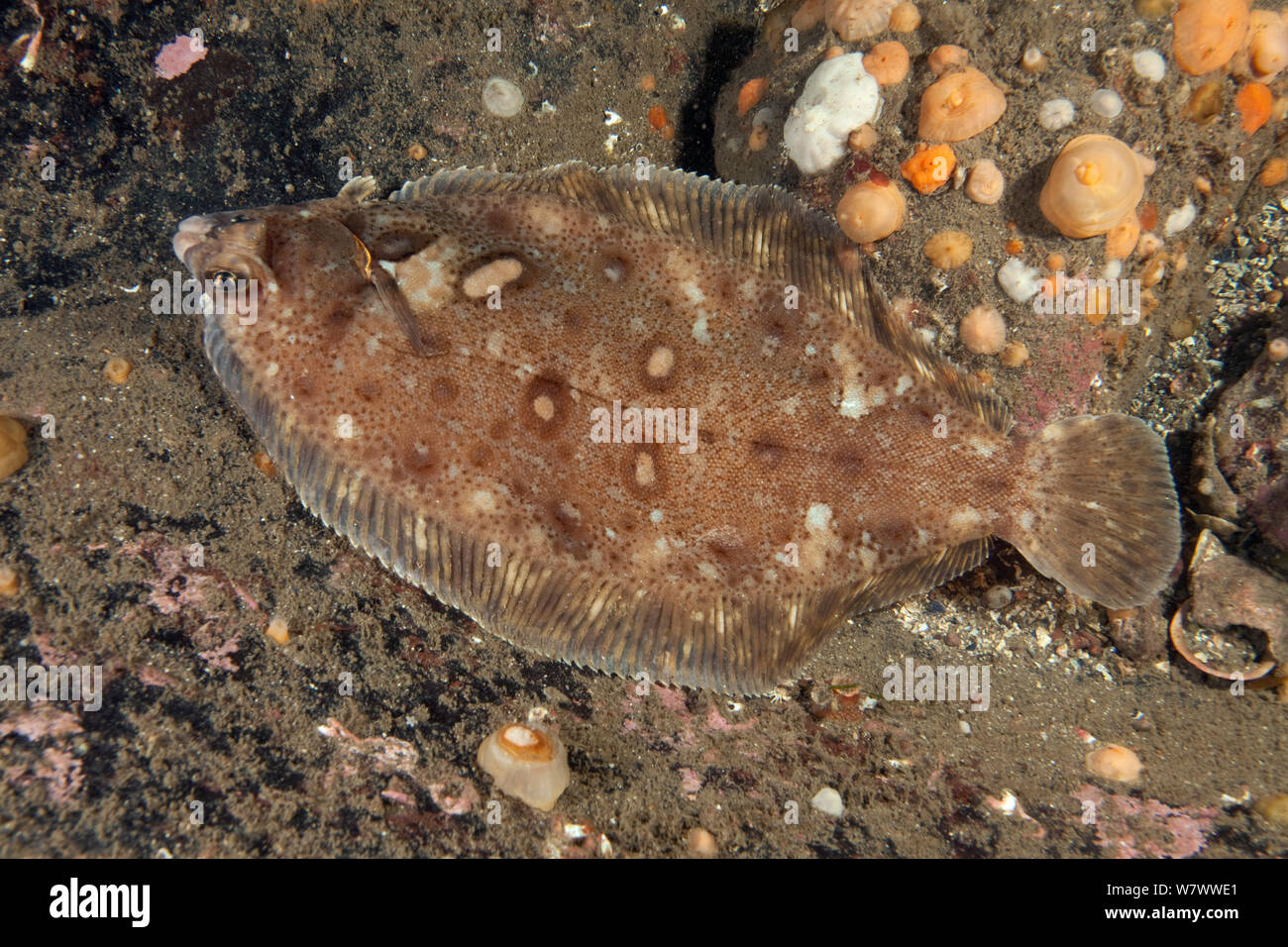 Flounder (Platichthys flesus) St Abbs Voluntary Marine Reserve, Scotland (North Sea). Stock Photo