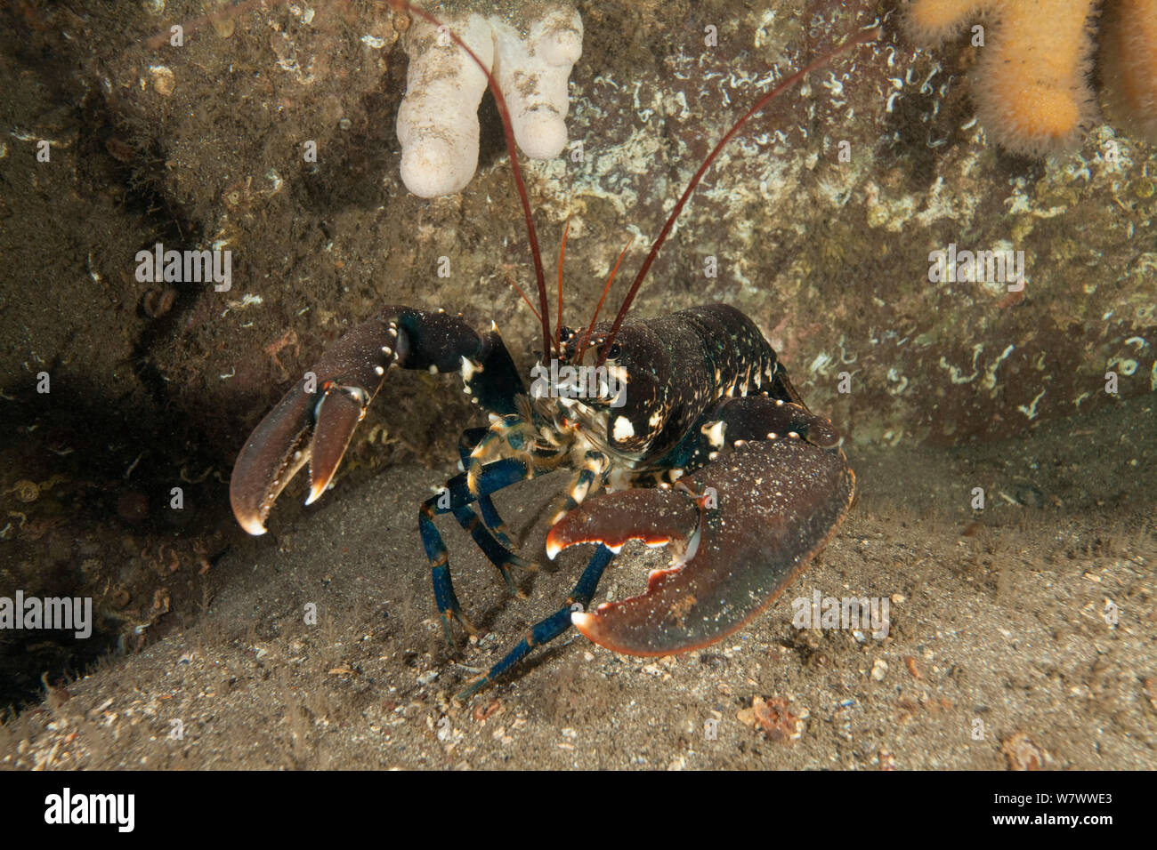 Lobster (Homarus gammarus) St Abbs Voluntary Marine Reserve, Scotland (North Sea). Stock Photo