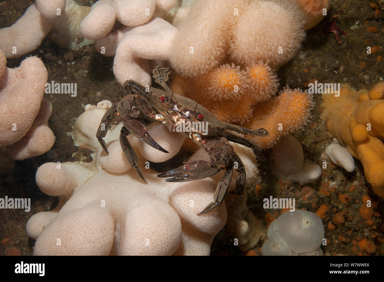 Velvet Swimming Crab (Necora puber) St Abbs Voluntary Marine Reserve, Scotland (North Sea). Stock Photo