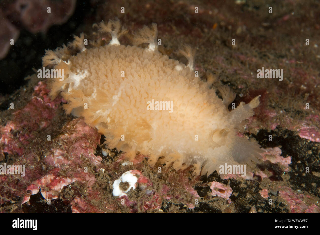 Nudibranch (Tritonia hombergi) St Abbs Voluntary Marine Reserve, Scotland (North Sea). Stock Photo