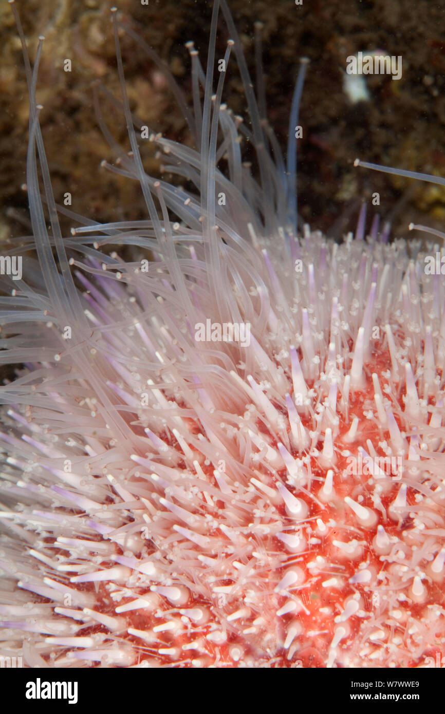Close up of Common Sea Urchin (Echinus esculentus) showing tube feet, St Abbs Voluntary Marine Reserve, Scotland (North Sea). Stock Photo