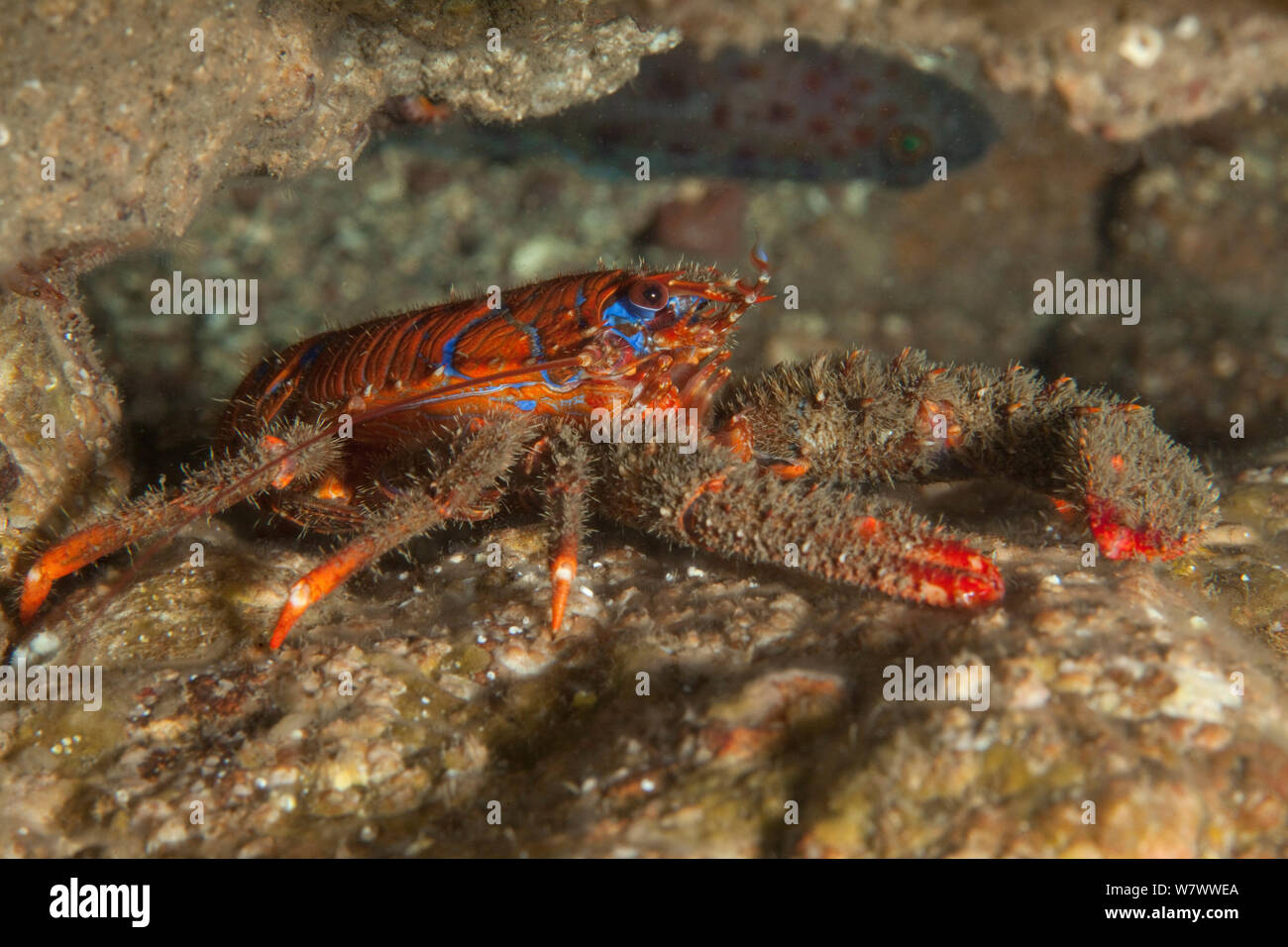 Spiny Squat Lobster (Galathea strigosa) St Abbs Voluntary Marine Reserve, Scotland (North Sea). Stock Photo