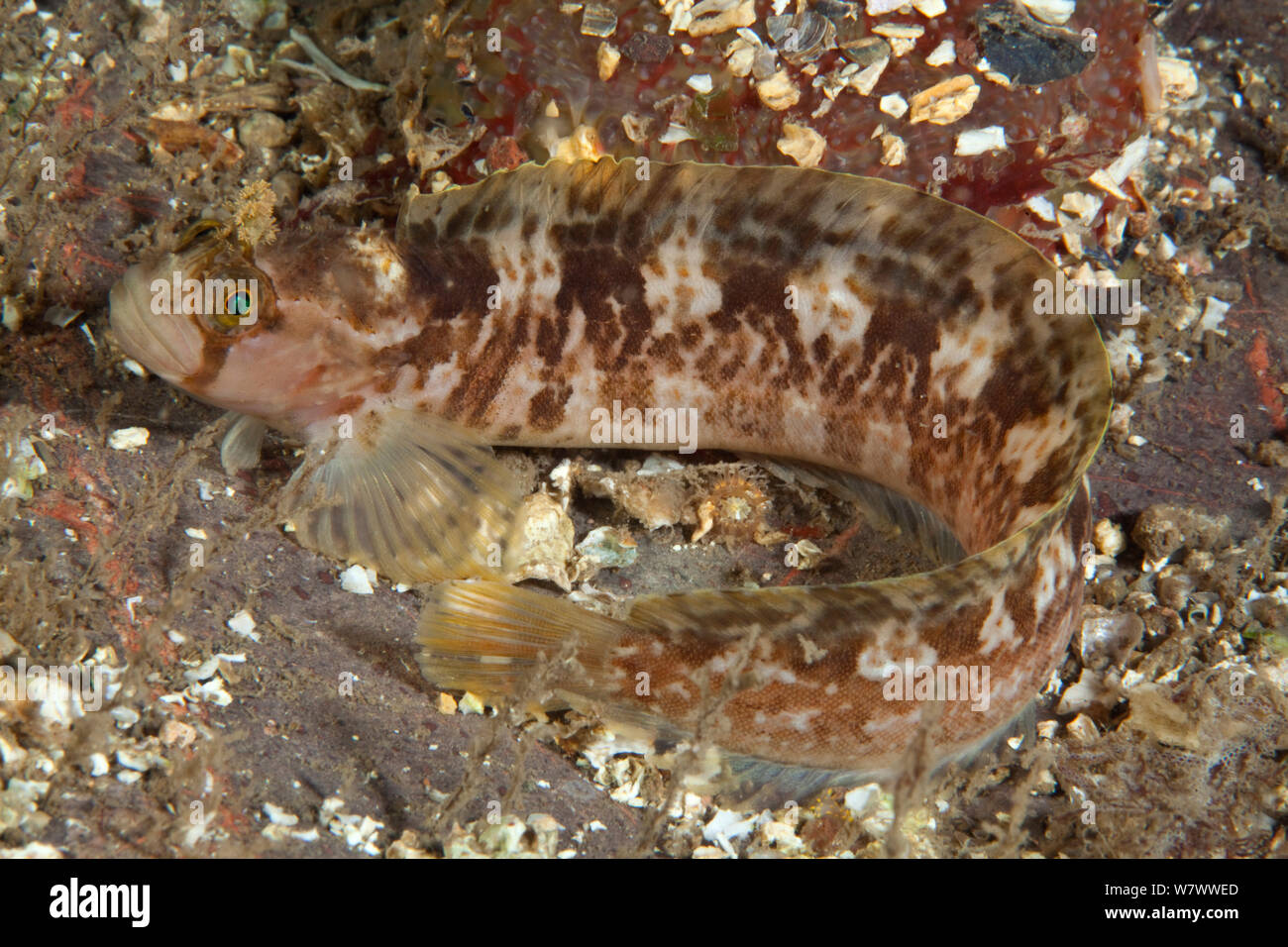 Yarrell&#39;s blenny (Chirolophis ascanii) St Abbs Voluntary Marine Reserve, Scotland (North Sea). Stock Photo
