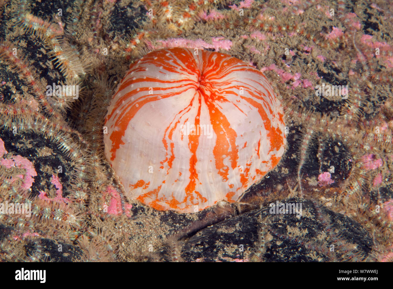 Dahlia anemone (Urticina felina) St Abbs Voluntary Marine Reserve, Scotland (North Sea). Stock Photo