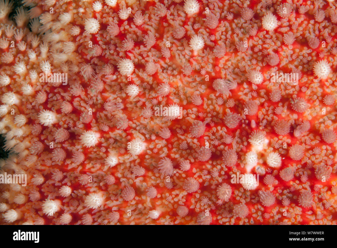 Close up of Common sun star (Crossaster papposus) St Abbs Voluntary Marine Reserve, Scotland (North Sea). Stock Photo