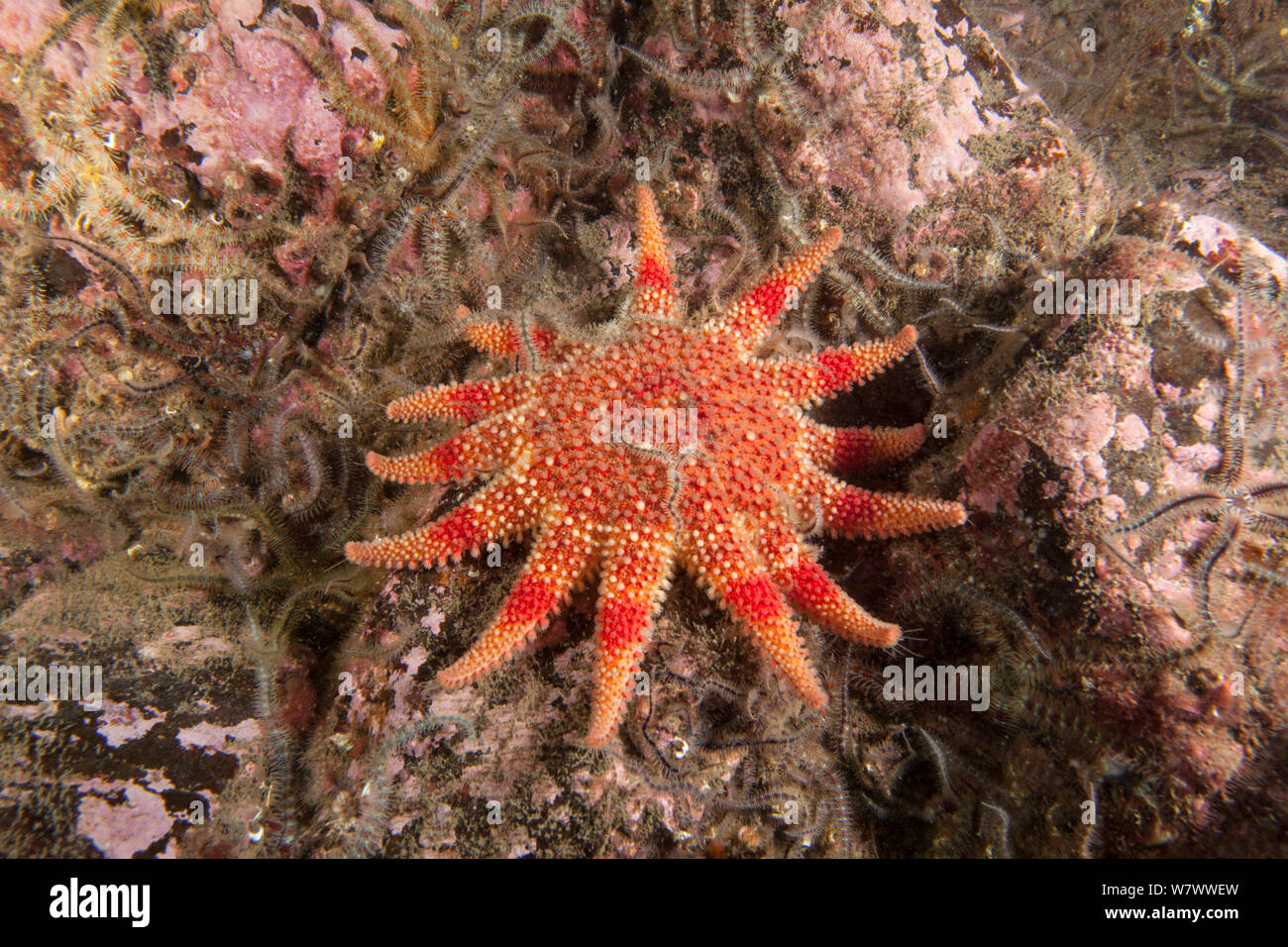 Common sun star (Crossaster papposus) St Abbs Voluntary Marine Reserve, Scotland (North Sea). Stock Photo