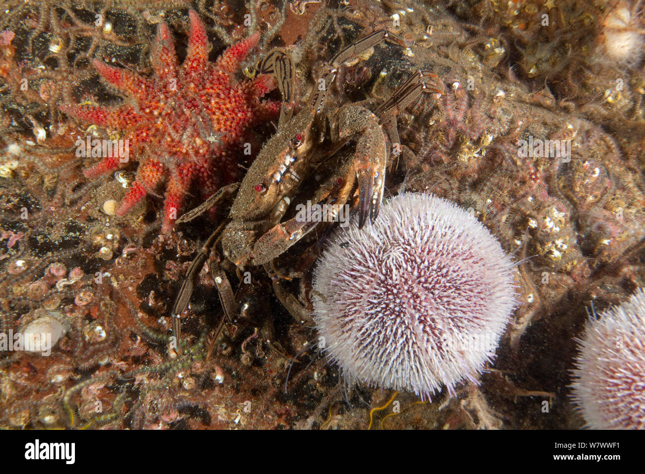 Common sun star (Crossaster papposus) Velvet Swimming Crab (Necora puber) and Common Sea Urchin (Echinus esculentus) St Abbs Voluntary Marine Reserve, Scotland (North Sea). Stock Photo