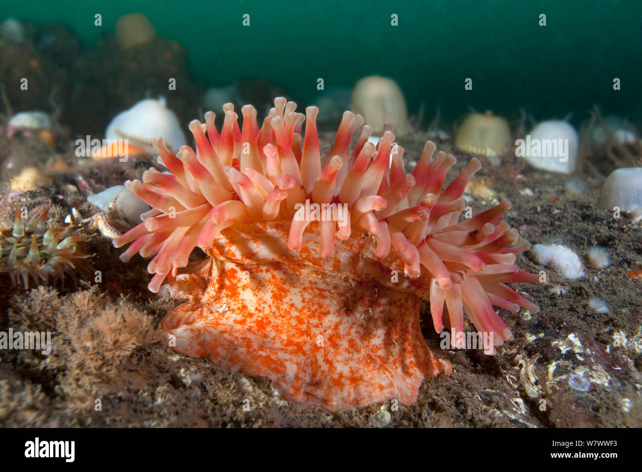 Horseman Anemone (Urticina eques) St Abbs Voluntary Marine Reserve, Scotland (North Sea). Stock Photo