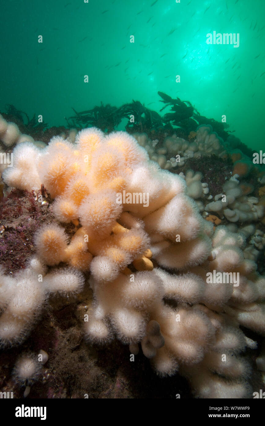 Dead man&#39;s fingers soft coral (Alcyonium digitatum) St Abbs Voluntary Marine Reserve, Scotland (North Sea). Stock Photo