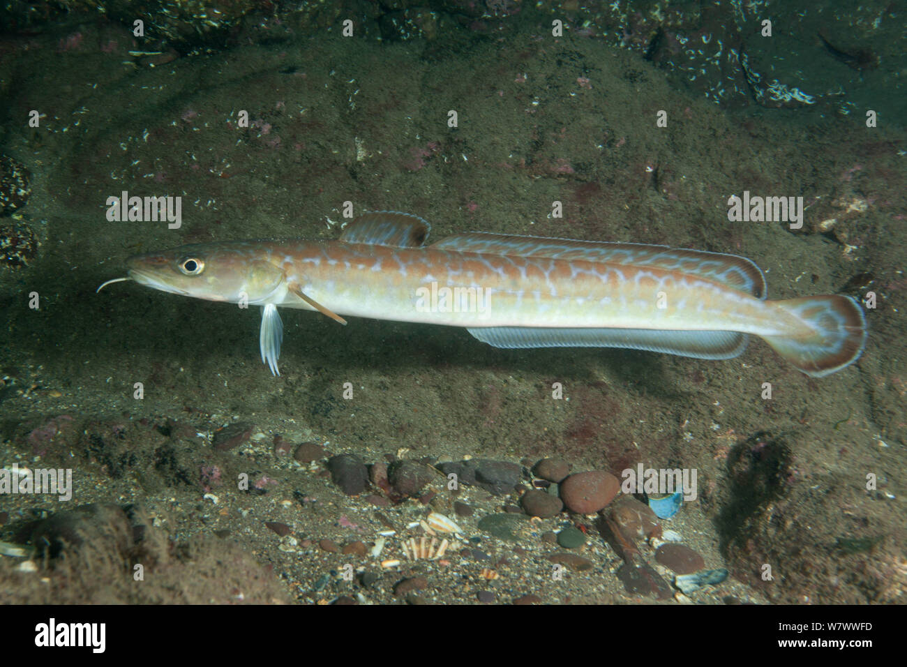 Ling (Molva molva) St Abbs Voluntary Marine Reserve, Scotland (North Sea). Stock Photo