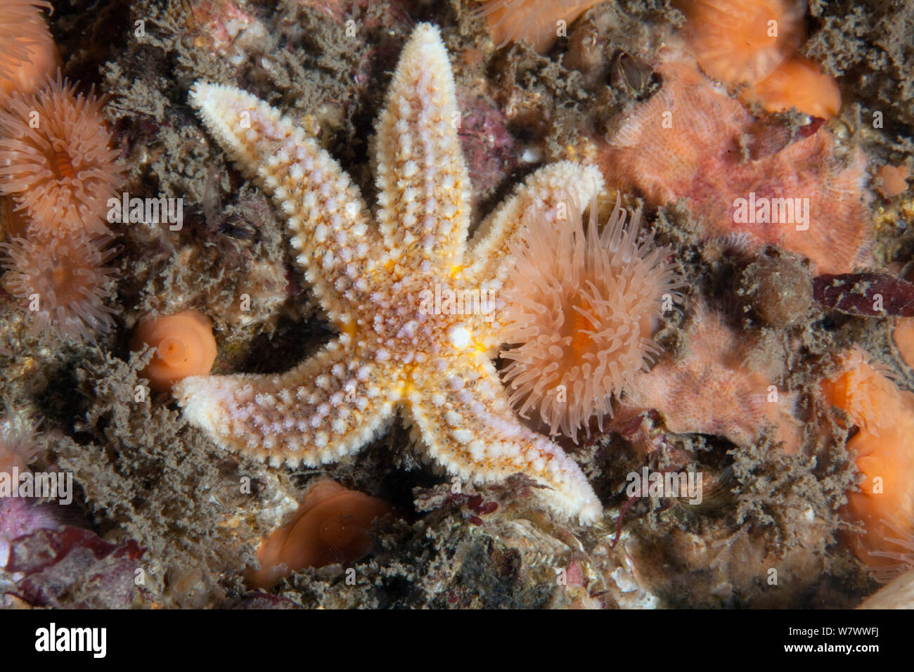 Common starfish (Asterias rubens) St Abbs Voluntary Marine Reserve, Scotland (North Sea). Stock Photo