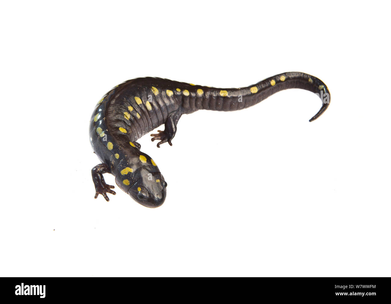 Spotted salamander (Ambystoma maculatum), Anacostia watershed, Washington DC, USA, March. Meetyourneighbours.net project. Stock Photo
