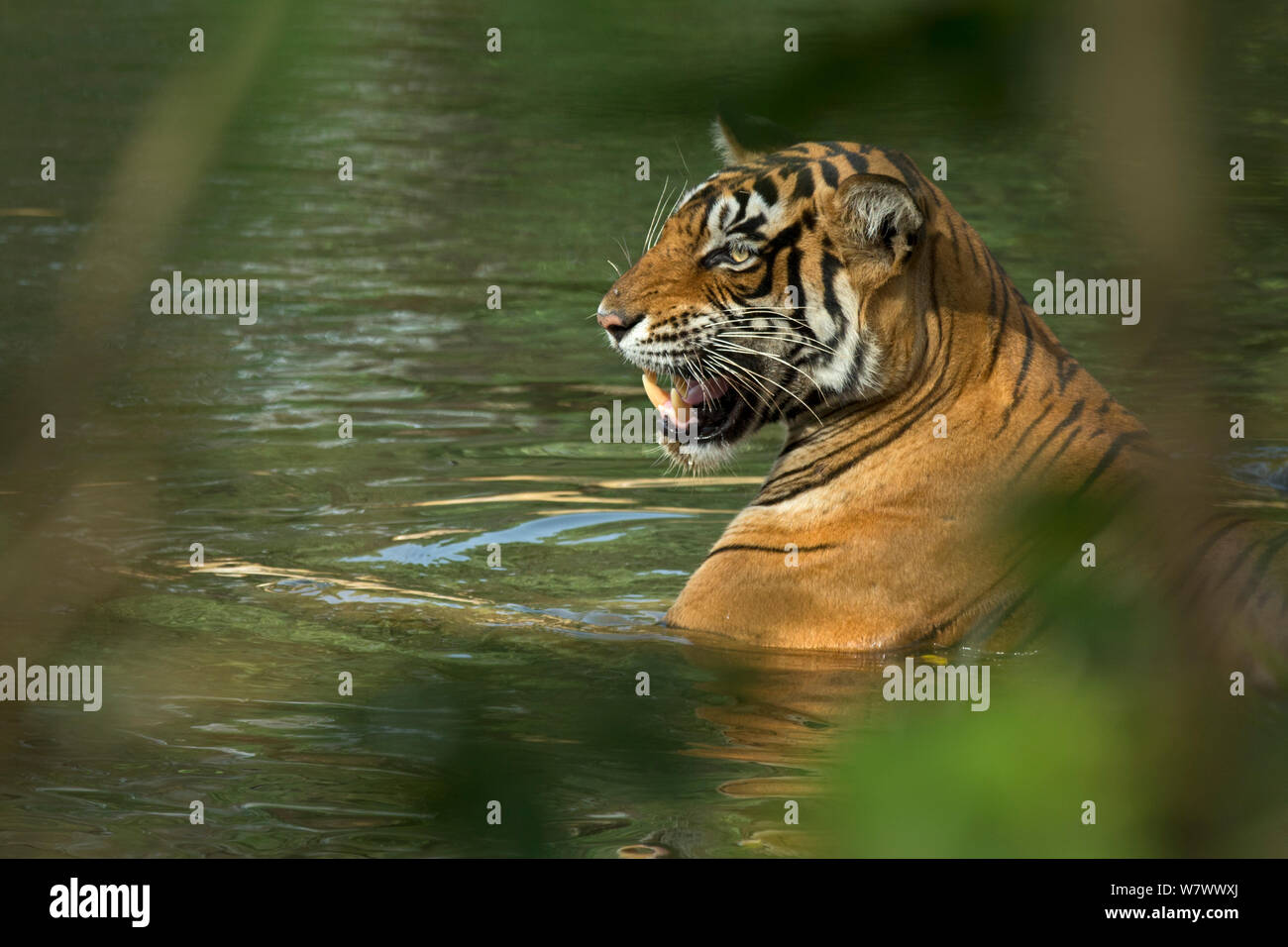 Bengal Tiger (Panthera tigris tigris) snarling in waterhole at crocodile. Ranthambore National Park, India. Stock Photo