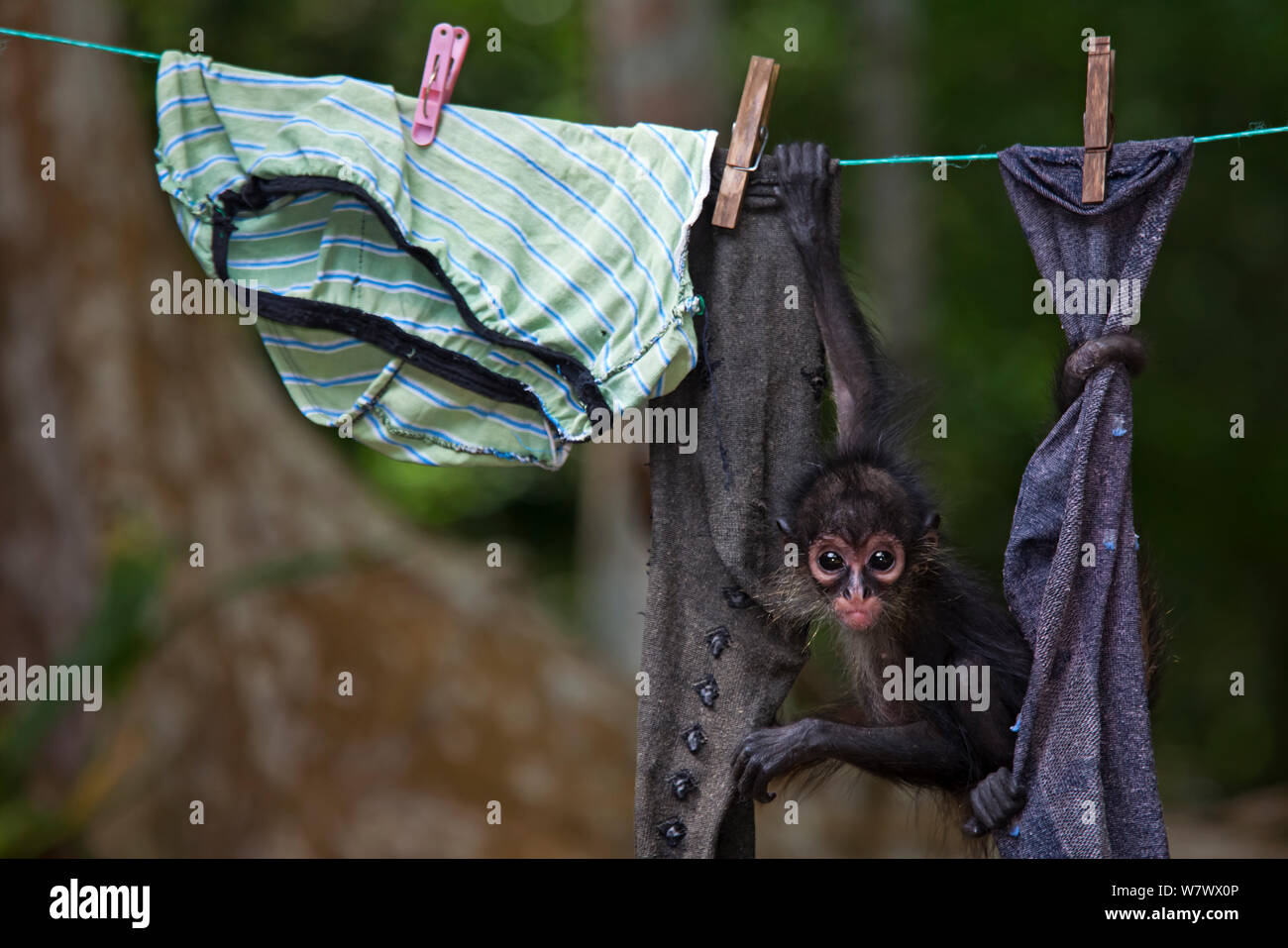 Central American spider monkey (Ateles geoffroyi) orphan hanging on washing line. Baby monkey was kept as pet by workers at El Mirador base camp, after mother was killed. Selva Maya Biosphere Reserve, Peten region, Guatemala. Endangered species. Stock Photo
