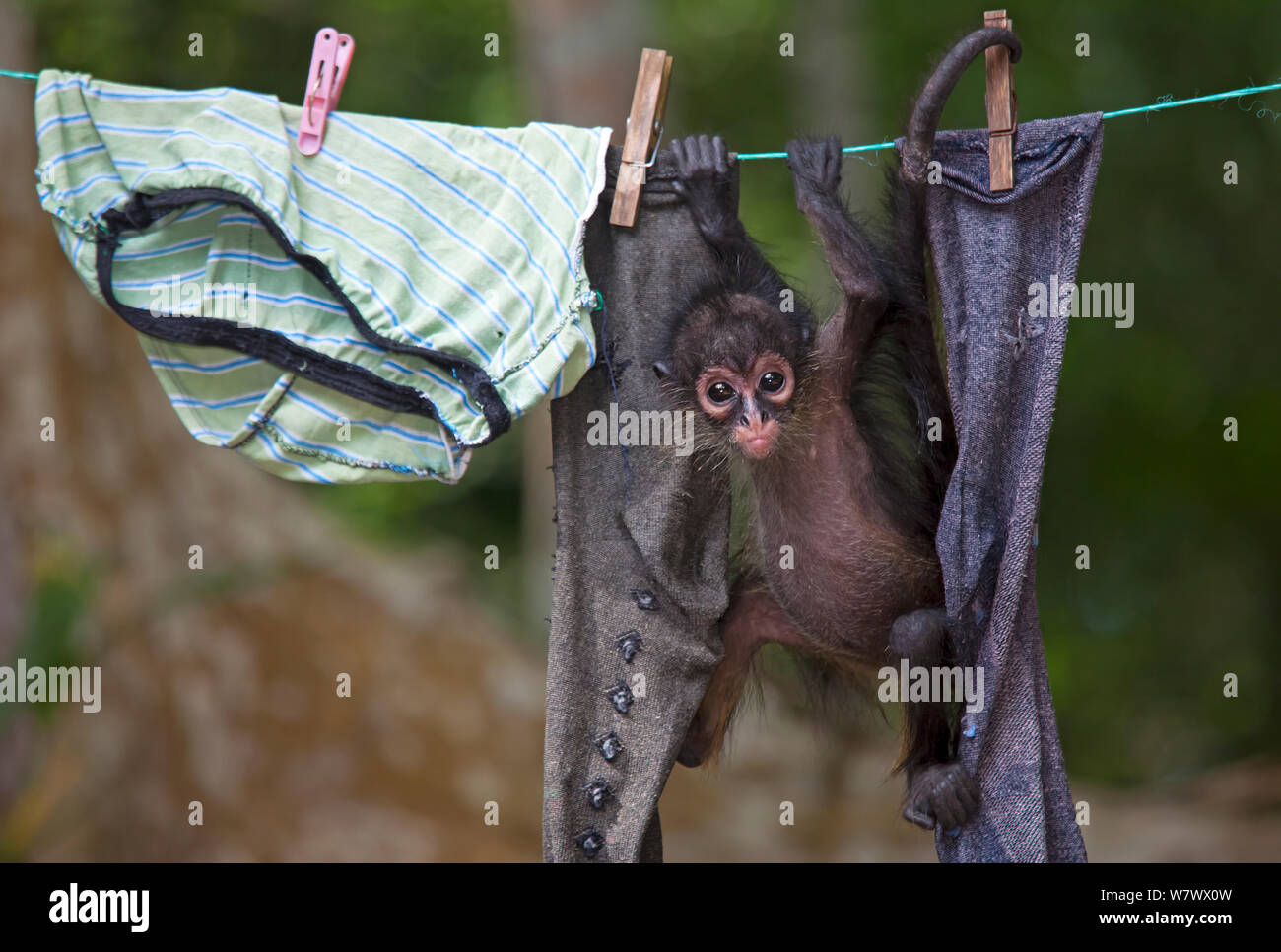 Central American spider monkey (Ateles geoffroyi) orphan hanging on washing line. Baby monkey was kept as pet by workers at El Mirador base camp, after mother was killed. Selva Maya Biosphere Reserve, Peten region, Guatemala. Endangered species. Stock Photo