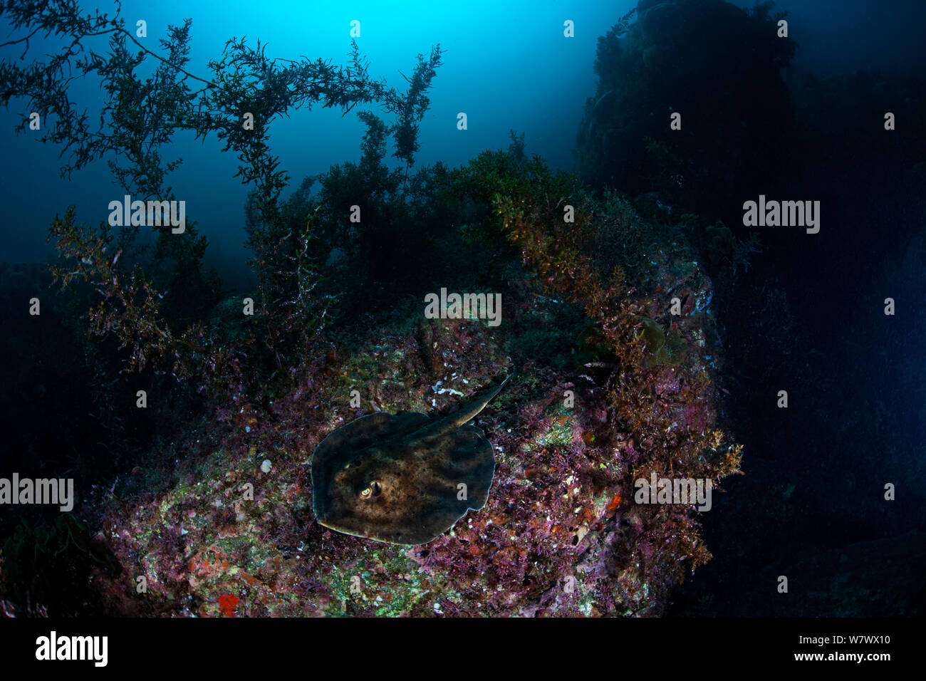 Cortez Round Stingray (Urobatis maculatus), San Pedro Martir Island Protected Area, Gulf of California (Sea of Cortez), Mexico, July Stock Photo