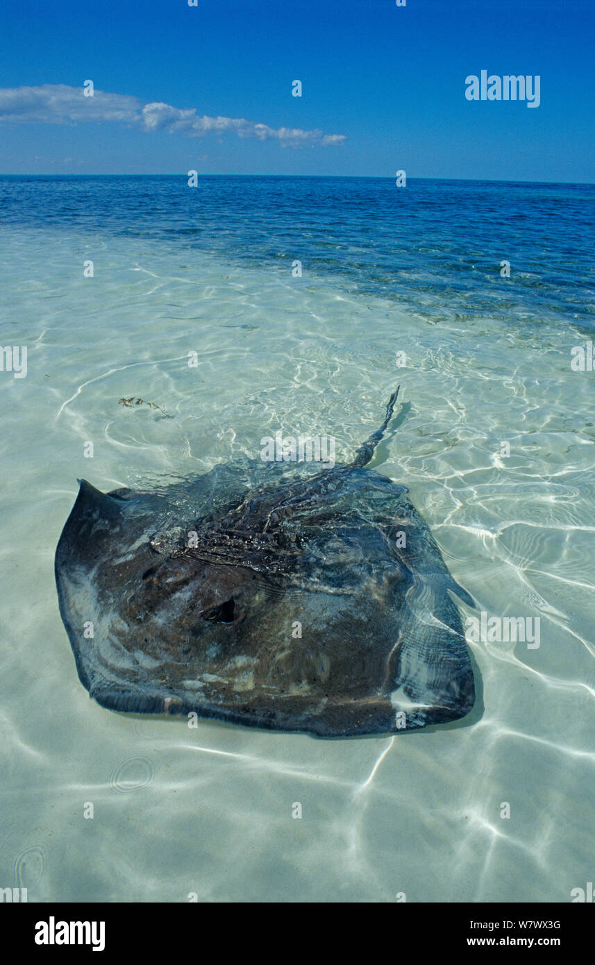 Southern Stingray (Dasyatis americana) in shallow water over sand, Contoy Island National Park, Caribbean Sea, Mexico, January Stock Photo