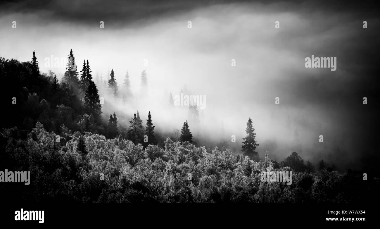 Conifer trees Black and White Stock Photos & Images - Alamy