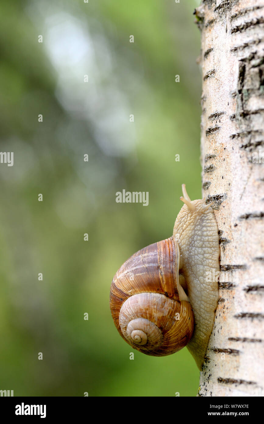 Edible snail (Helix pomatia) on Birch tree, Moselle, France, June Stock