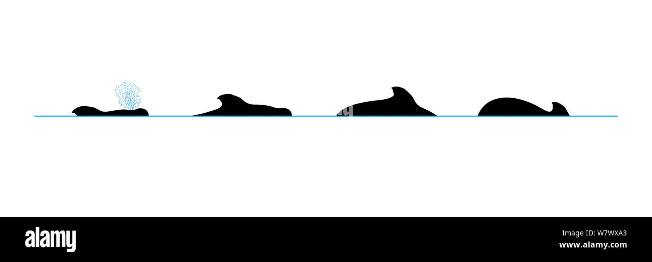 Illustration of the surface profile with blow and diving behaviour of a Short-Finned Pilot Whale (Globicephala macrorhynchus). Stock Photo