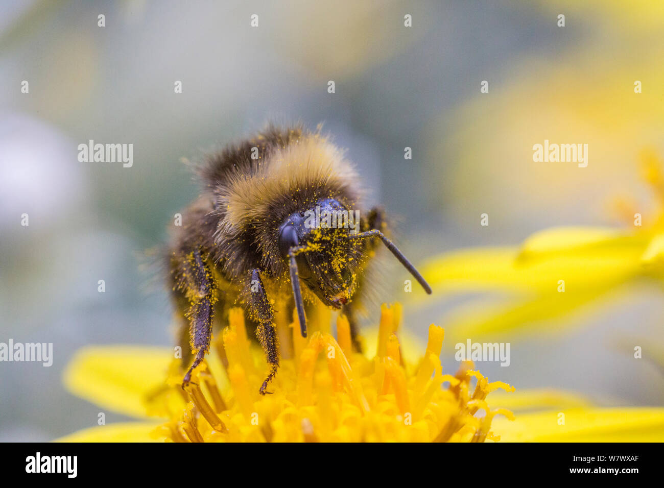 Forest cuckoo bumblebee (Bombus sylvestris) male feeding on flowers (Brachyglottis). This species is parasitic in Early bumblebee nests. Monmouthshire, Wales, UK, June. Stock Photo