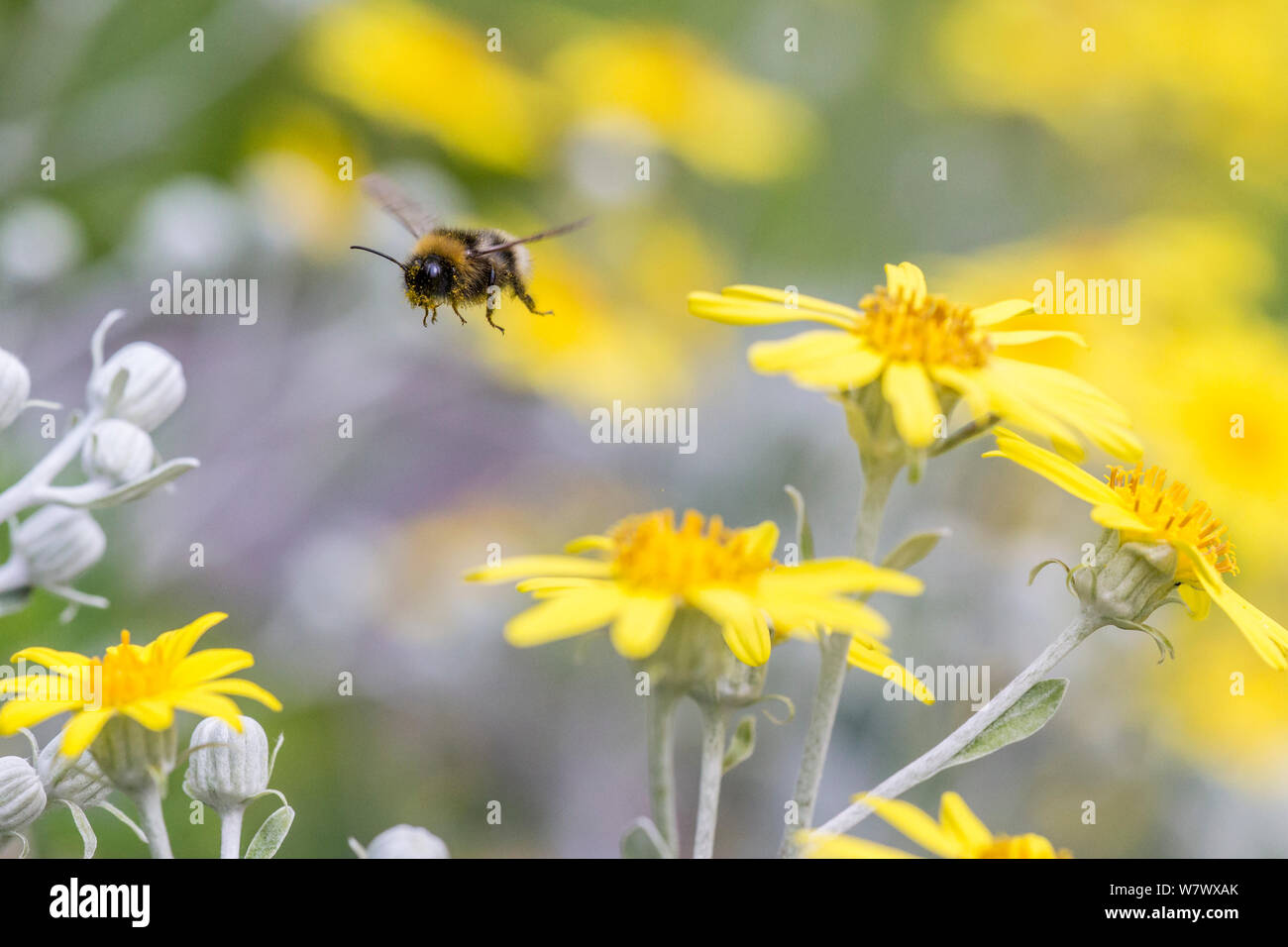 Forest cuckoo bumblebee (Bombus sylvestris) male in flight towards flowers (Brachyglottis). This species is parasitic in Early bumblebee nests. Monmouthshire, Wales, UK, June. Stock Photo