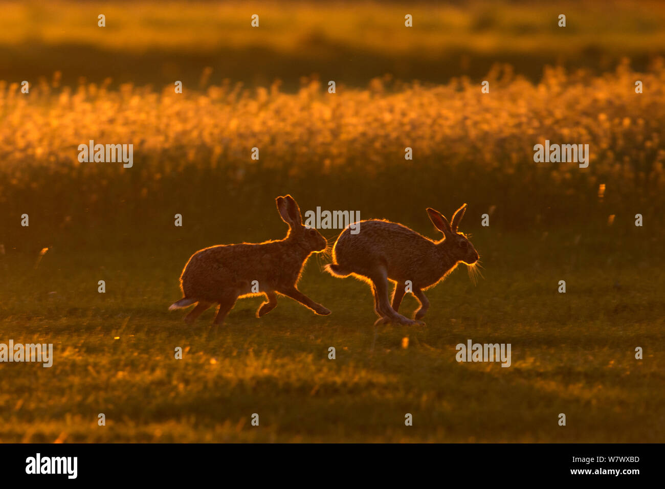 Hare (Lepus europaeus) courtship chase in early morning, UK, May. Stock Photo