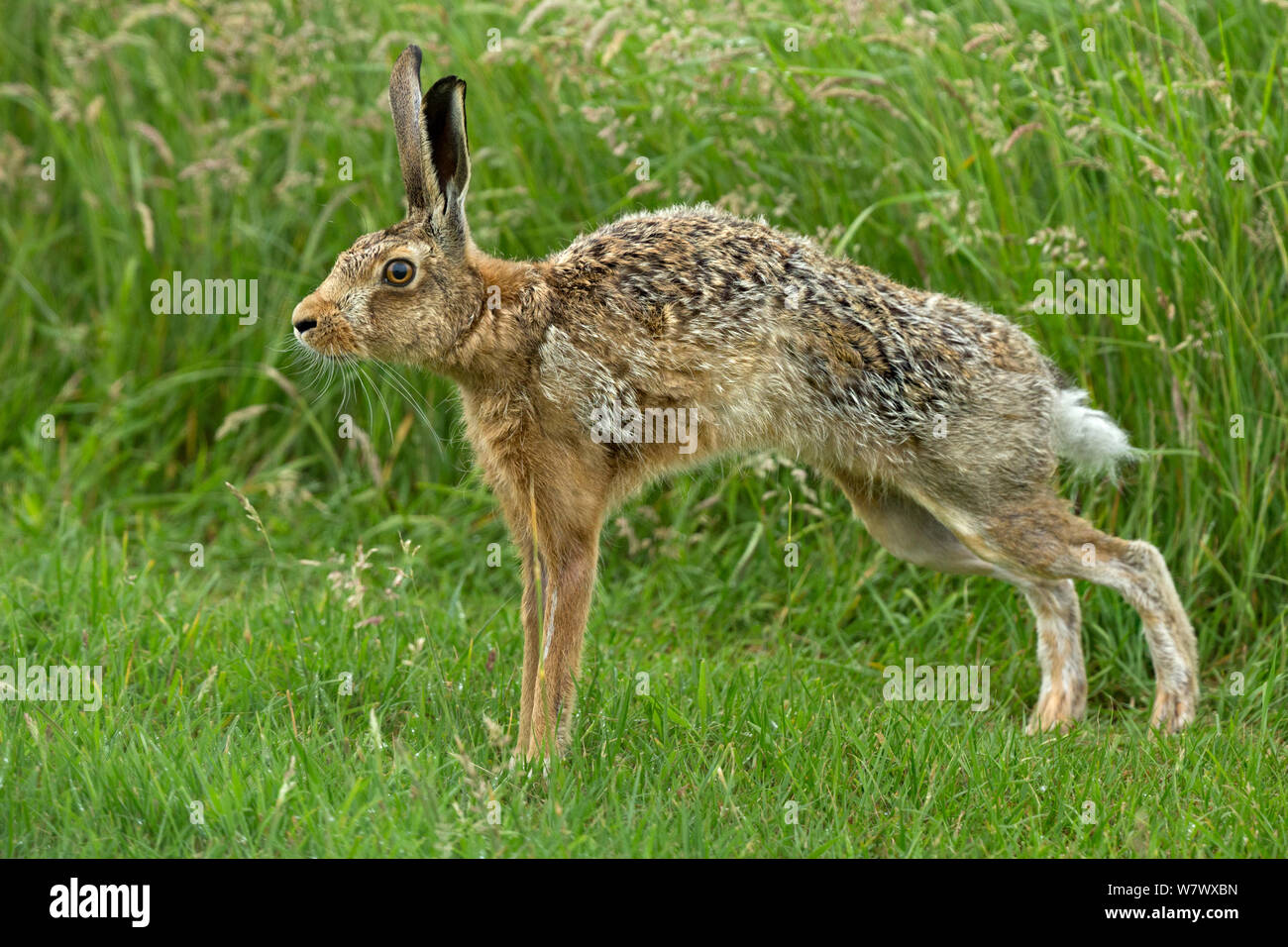 European Hare (Lepus europaeus) stretching, UK. Stock Photo