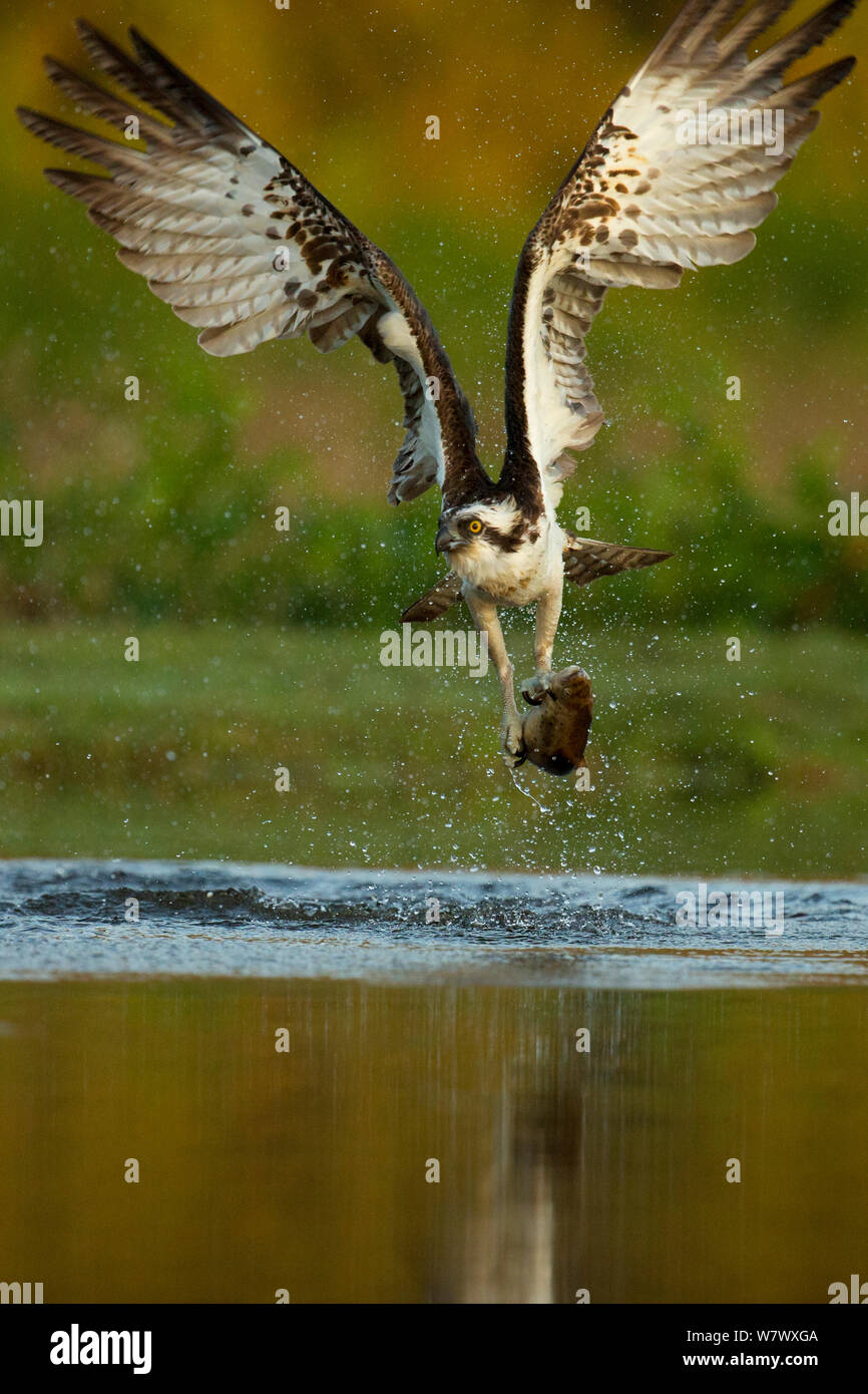 Osprey (Pandion Haliaetus) catching trout, Scotland, UK, July. Stock Photo