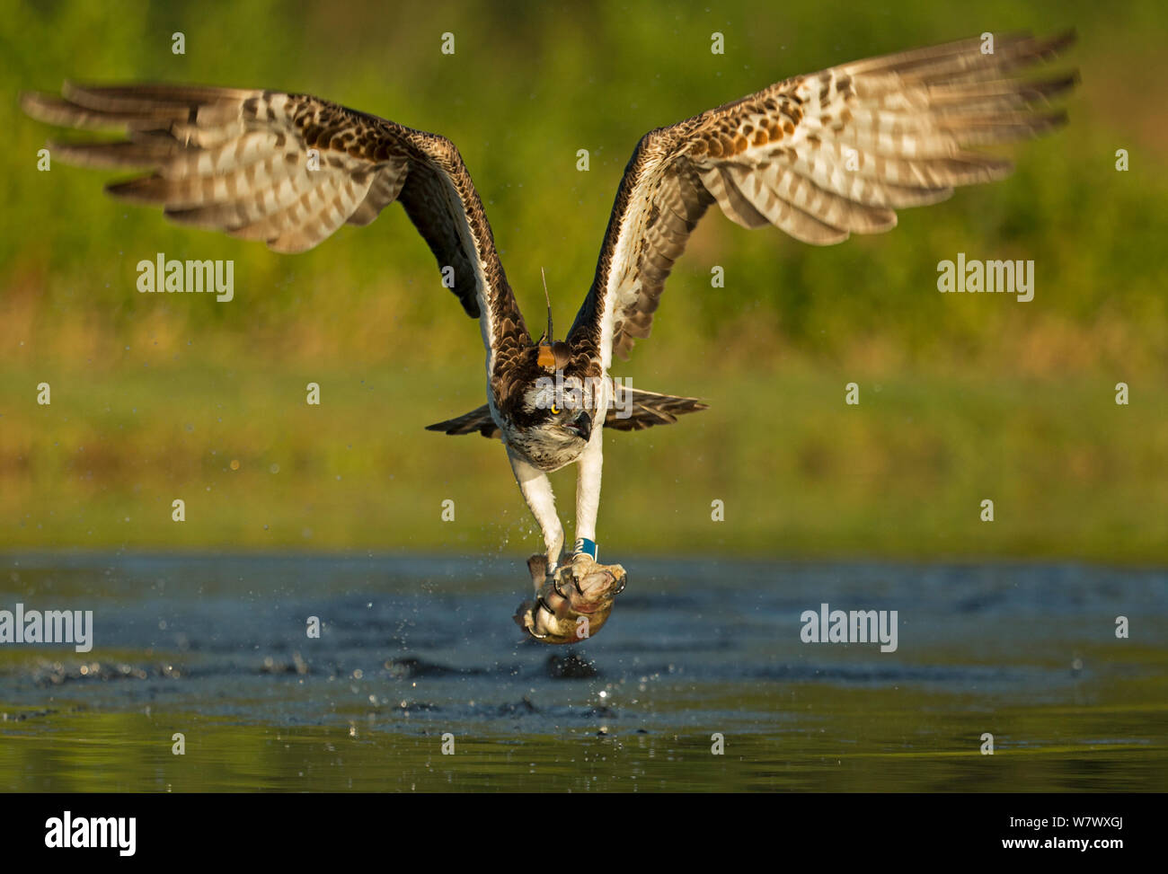 ). орел с рыбой в когтях. рыба рыболов скопа. сокол рыболов 5 букв. рыболов скопа фото.