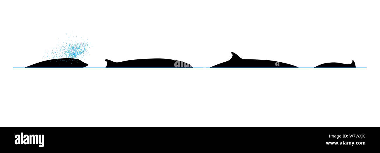 illustration-of-the-surface-profile-with-blow-and-diving-behaviour-of