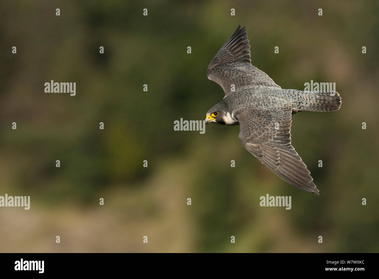 Peregrine falcon (Falco peregrinus), adult male in flight. Bristol, UK. March. Stock Photo