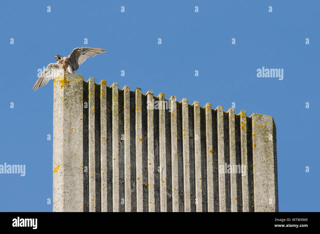 Peregrine falcon (Falco peregrinus) on top of modern cathedral spire with wings spread. Bristol, UK. September. Stock Photo
