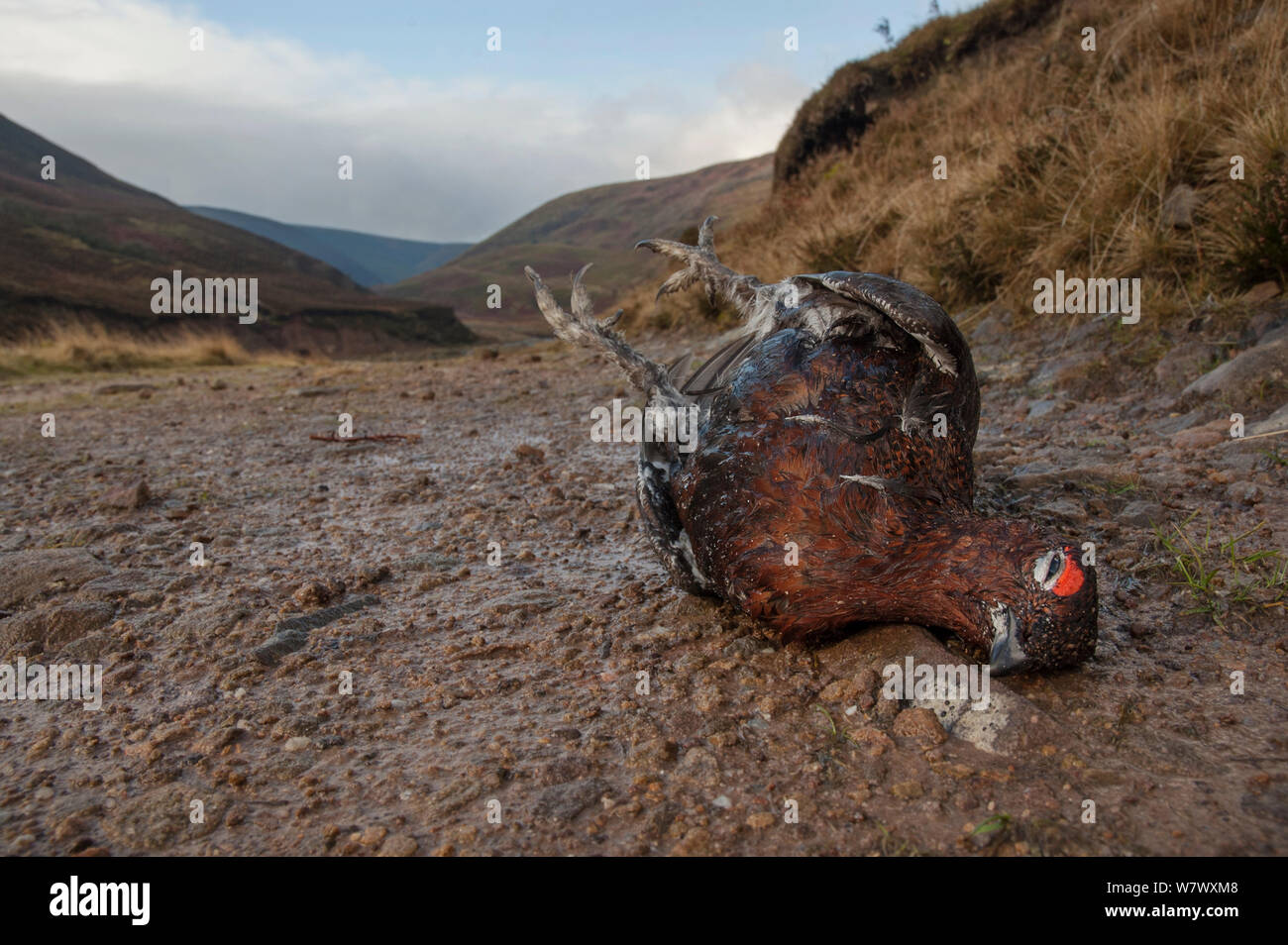 Red grouse (Lagopus lagopus scotica) shot dead. Forest of Bowland, Lancashire. January. Stock Photo