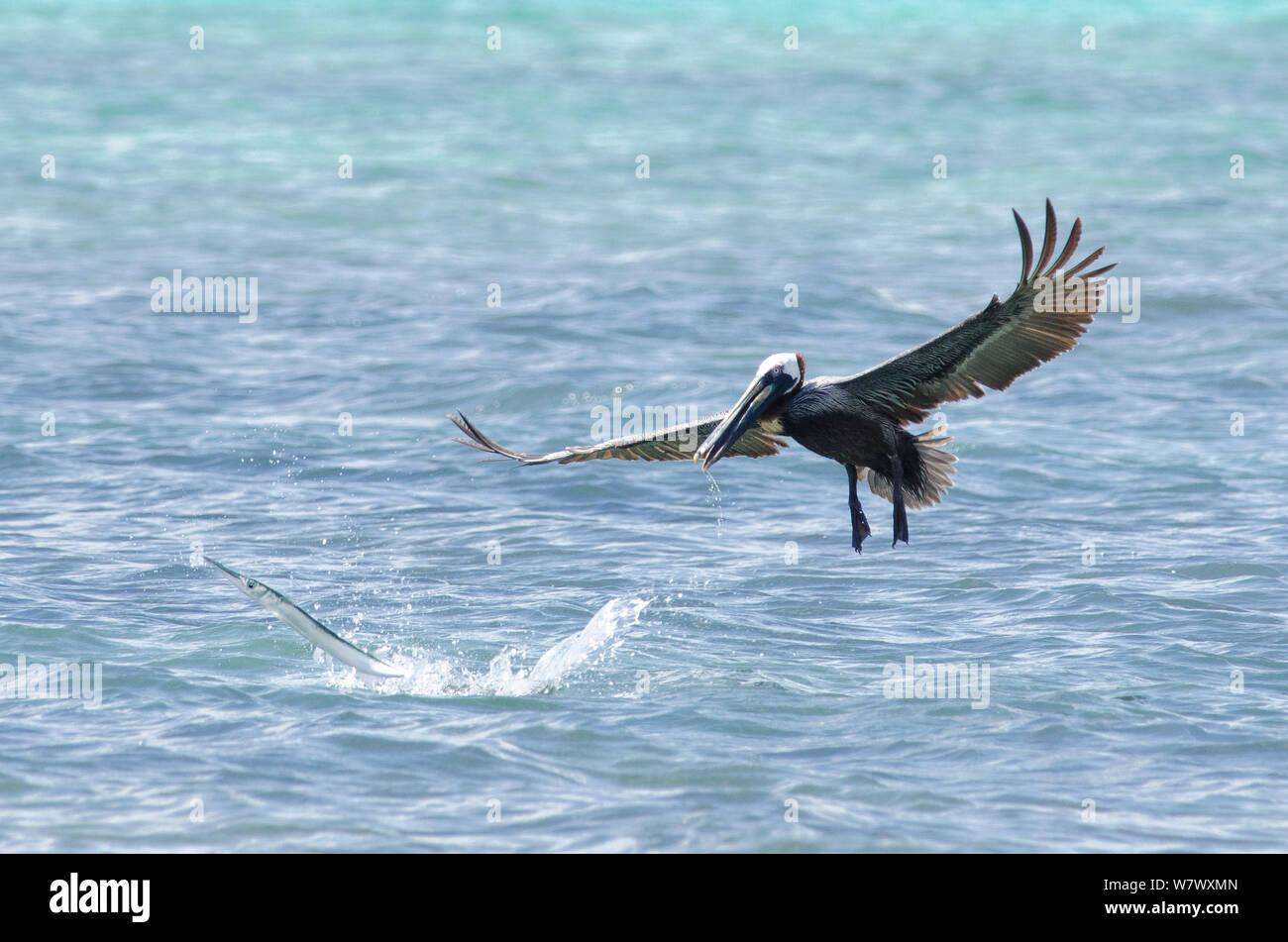 Houndfish (Tylosurus crocodilus) leaping from water after being disturbed by plunge-diving brown pelican (Pelecanus occidentalis). Cenote Manati, Riviera Maya, Yucatan, Mexico. September. Stock Photo