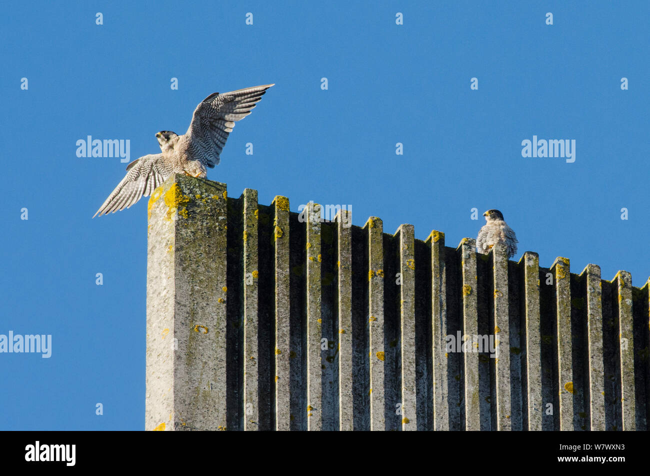 Peregrine falcon (Falco peregrinus) pair on top of modern cathedral spire. Bristol, UK. October. Stock Photo
