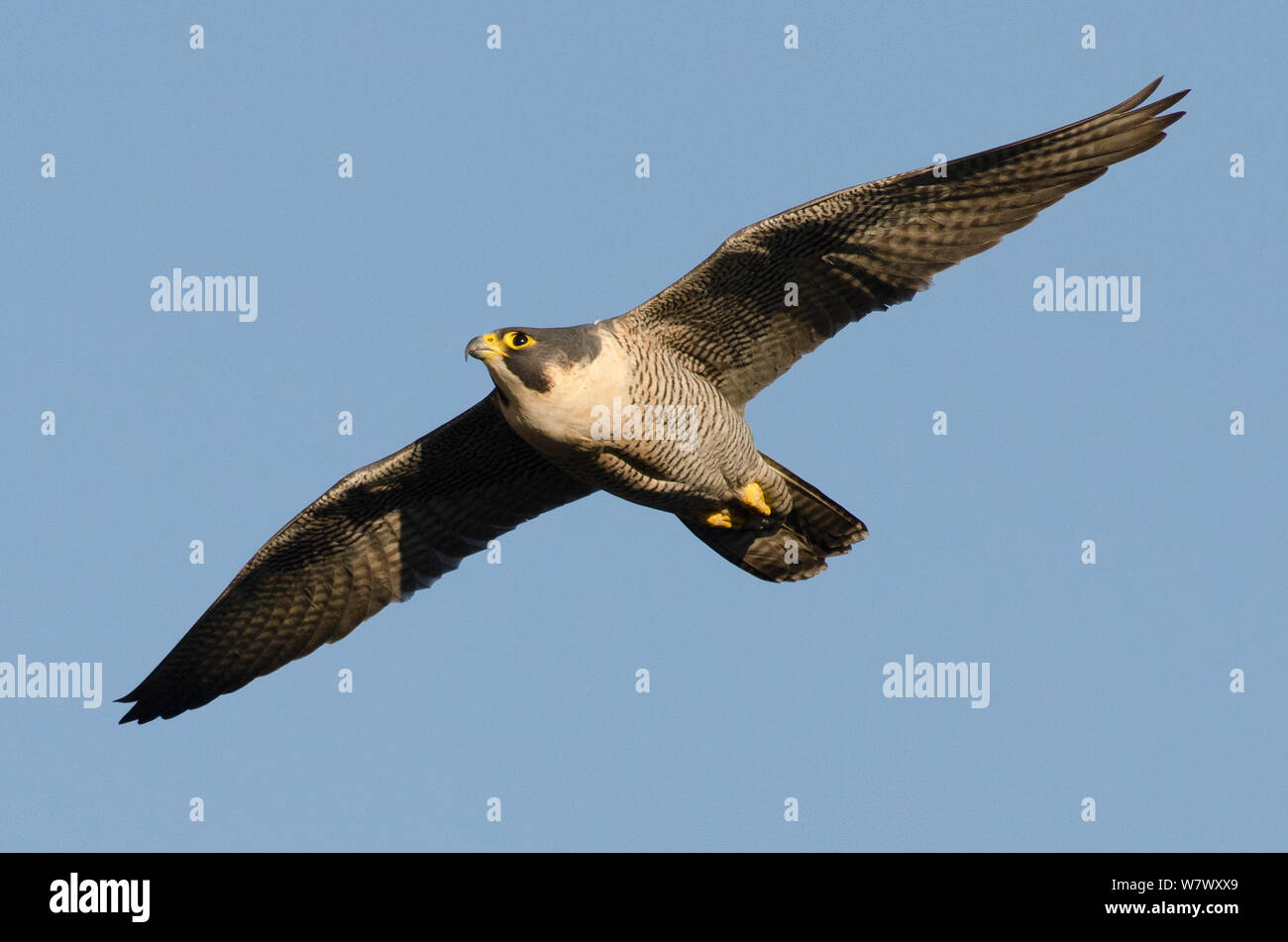 Peregrine falcon (Falco peregrinus), adult female in flight. Bristol, UK. March. Stock Photo