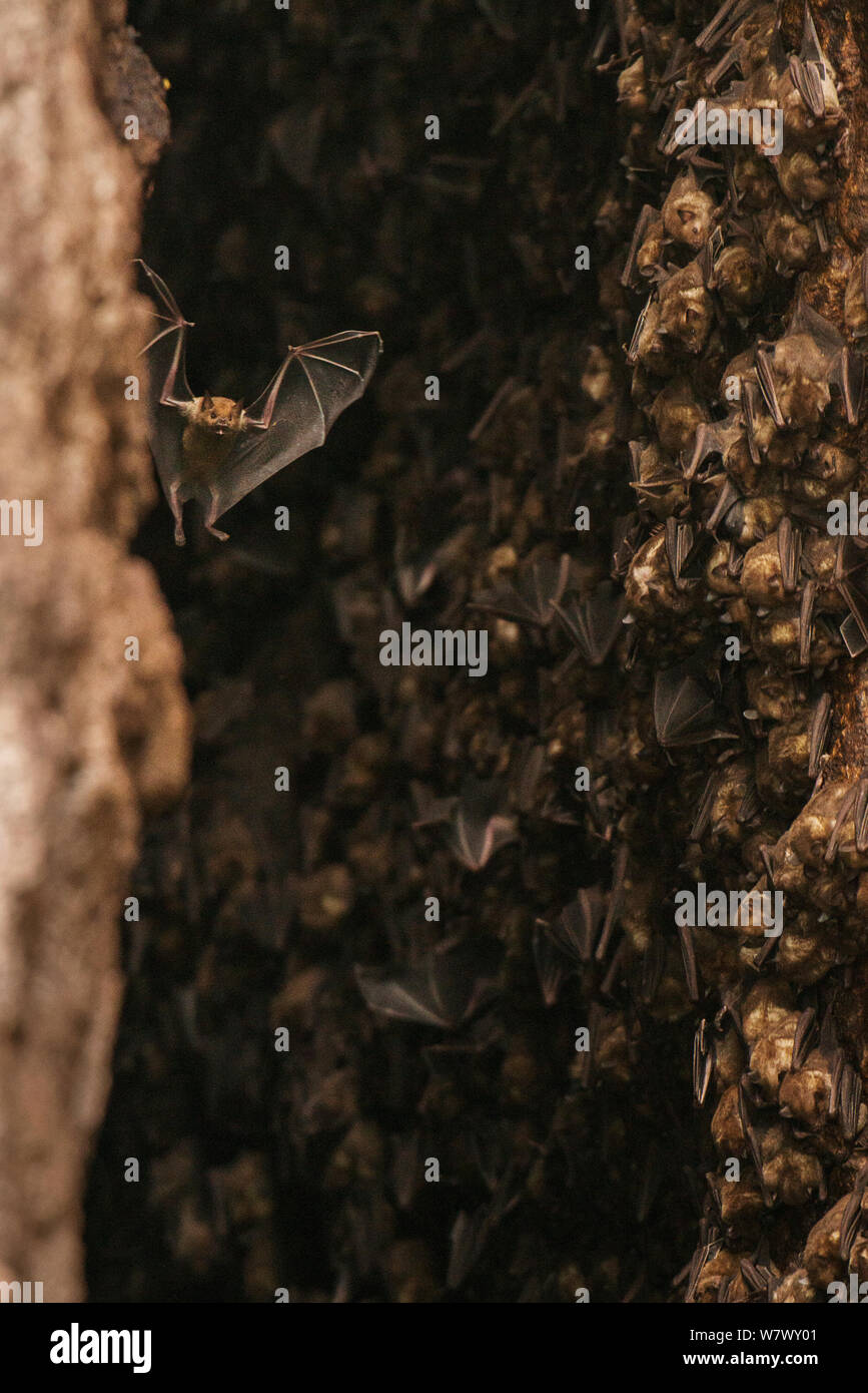 Antillean fruit-eating bats (Brachyphylla cavernarum) at communal cave roost. Soufrière, Saint Lucia. Stock Photo