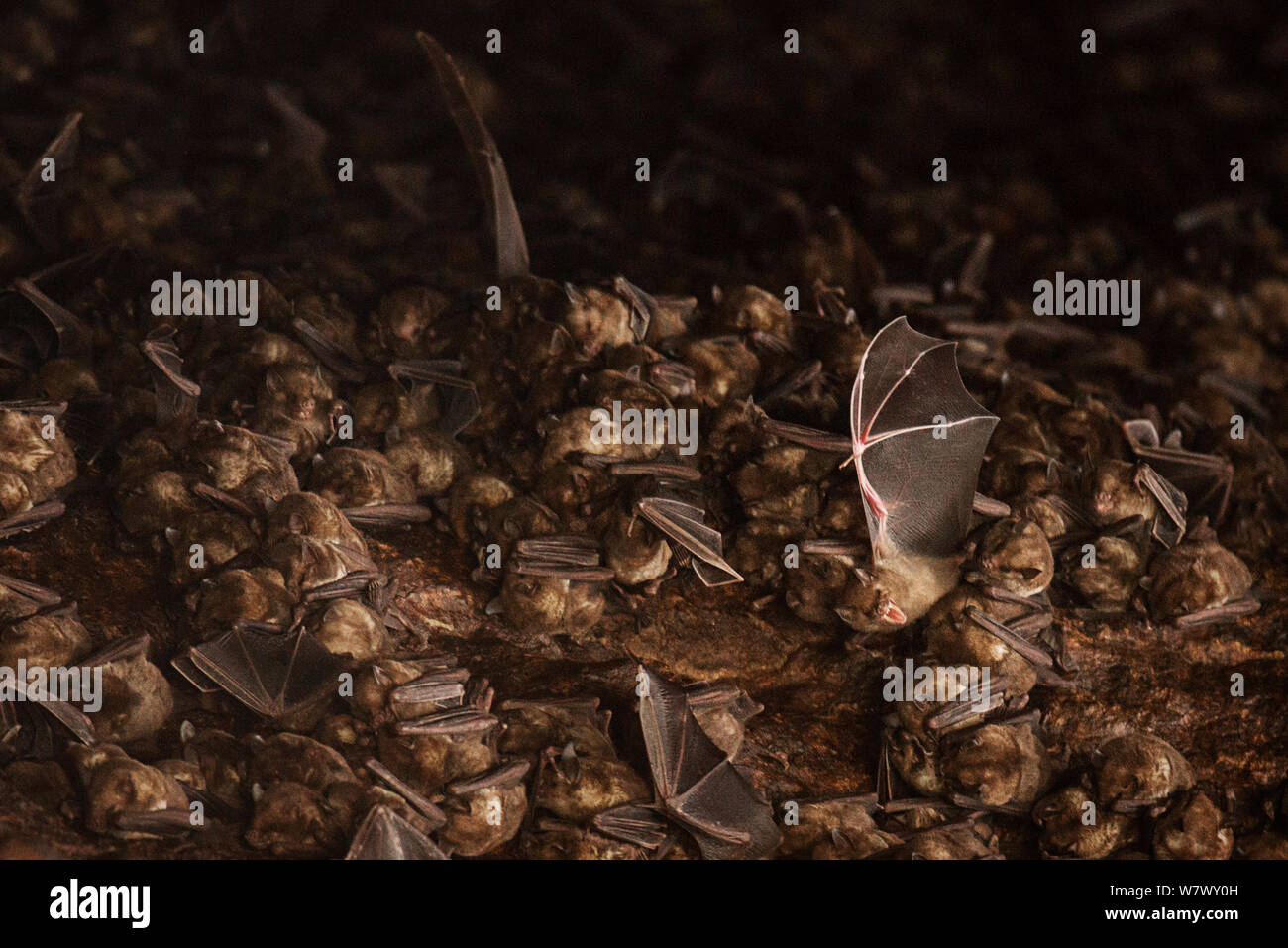 Antillean fruit-eating bats (Brachyphylla cavernarum) at communal cave roost. Soufrière, Saint Lucia. Stock Photo