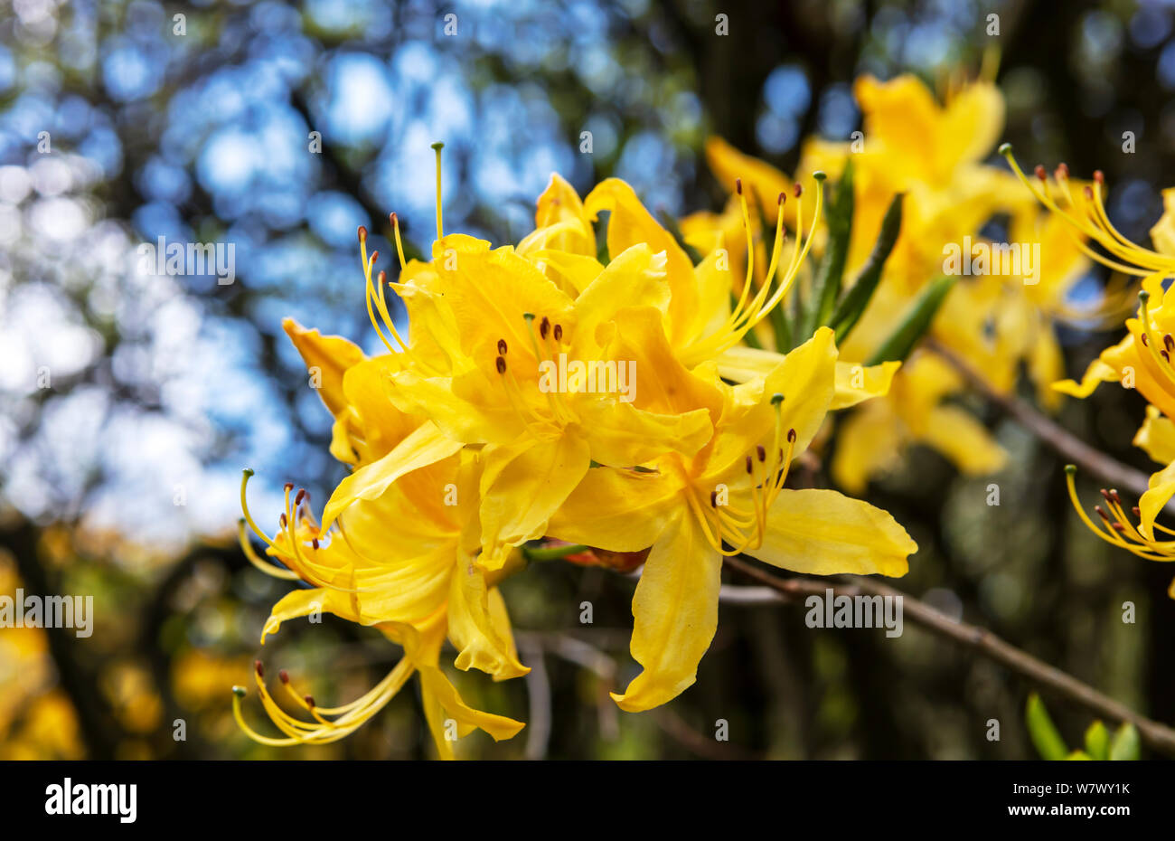 Cluster of golden yellow azalea flowers close-up. Stock Photo