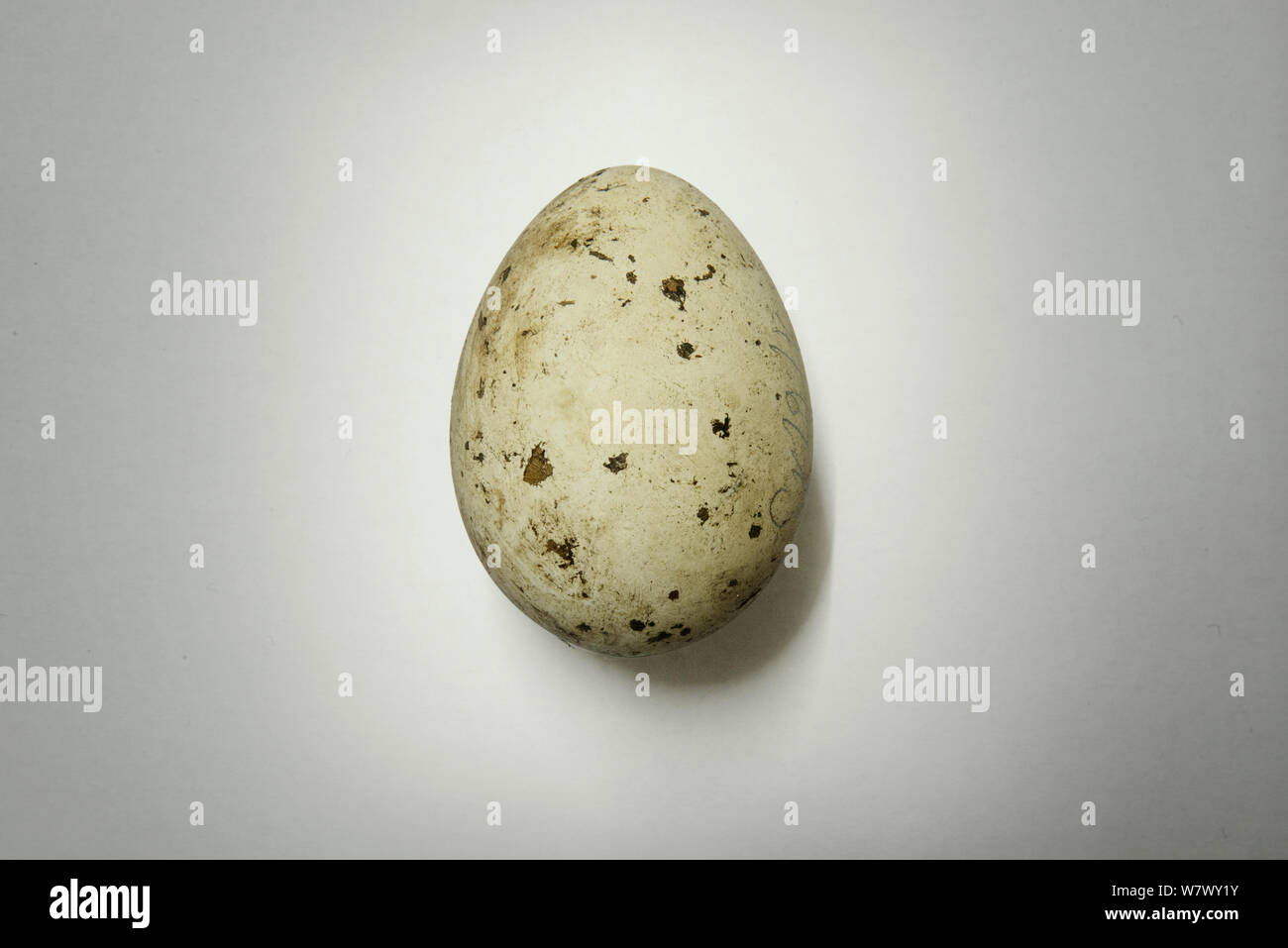 Addled northern goshawk (Accipiter gentilis) egg, removed during