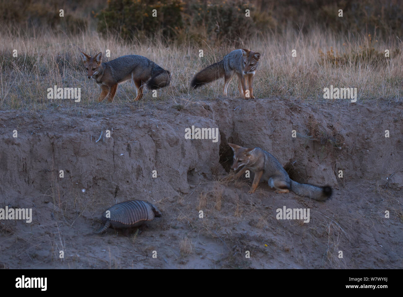 Three Argentine grey foxes (Lycalopex griseus) looking at Large hairy armadillo (Chaetophractus villosus) Valdes Peninsula, Chubut, Patagonia, Argentina. Stock Photo